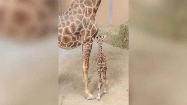 Fresno Chaffee Zoo verwelkomt Masai-giraffekalf na recente sterfte van vader Fenny